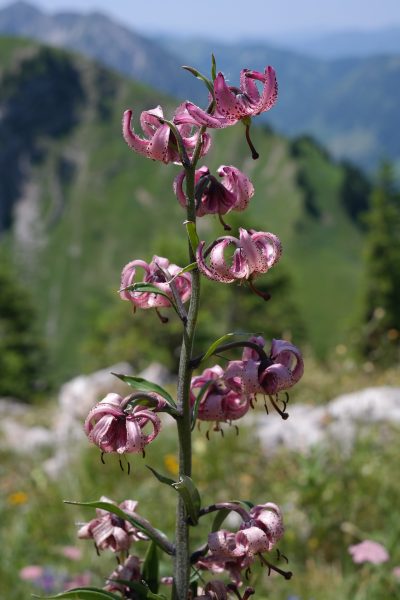 GIGLIO MARTAGONE